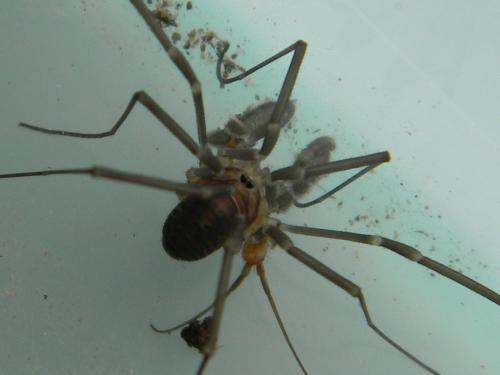 Réf. 112 293 : Sabacon viscayanus ramblaianus