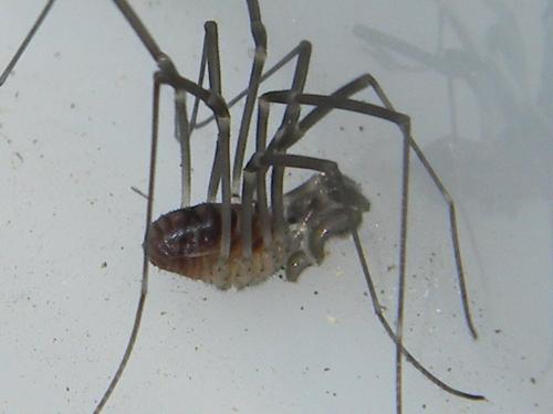 Réf. 112 292 : Sabacon viscayanus ramblaianus