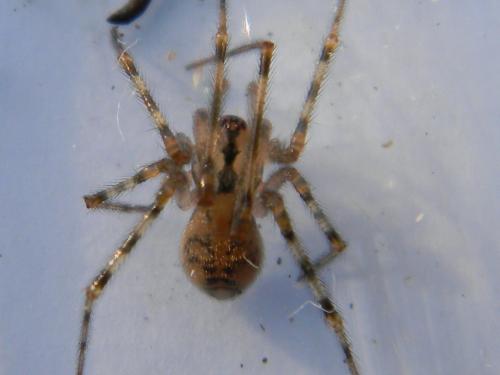 Nesticus cellulanus