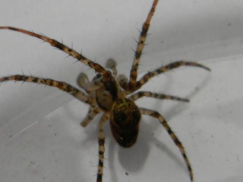 Réf. 112 437 : Metellina merianae