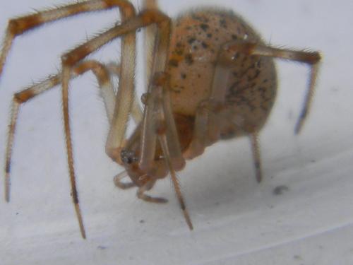 Parasteatoda tepidariorum