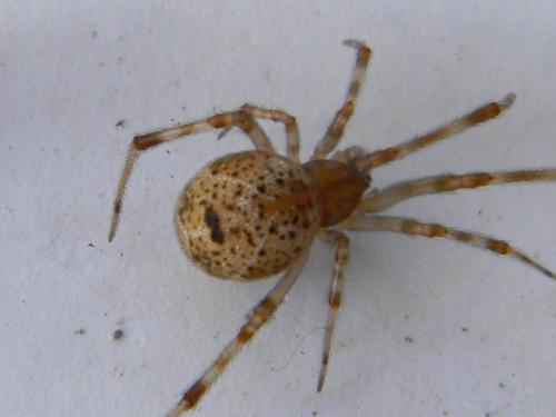Réf. 112 619 : Parasteatoda tepidariorum