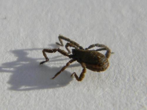 Anelasmocephalus sp.