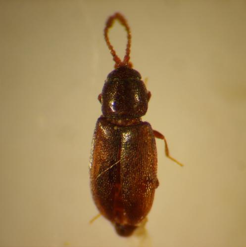 Atomaria sp.