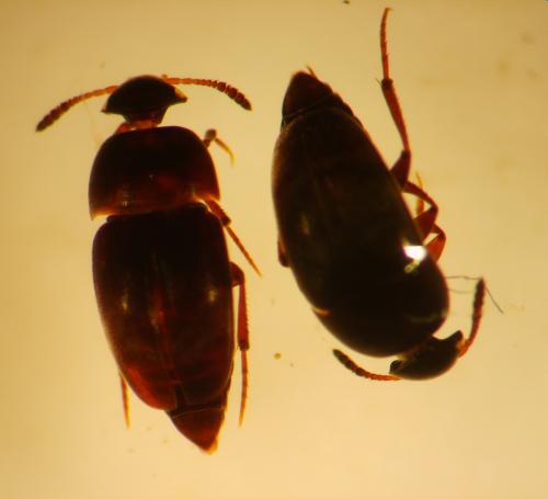 Réf. 112 335 : Ptomaphagus sp.