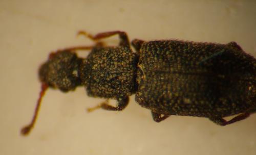 Réf. 112 532 : Monotoma sp.