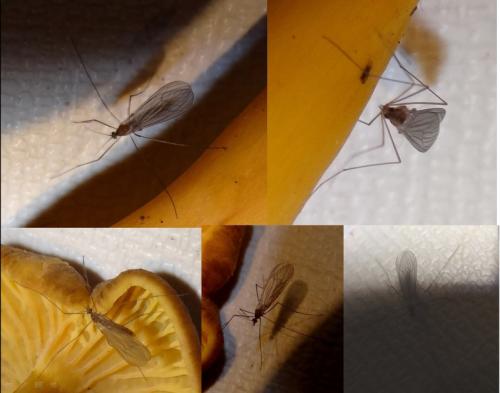 Trichocera sp.