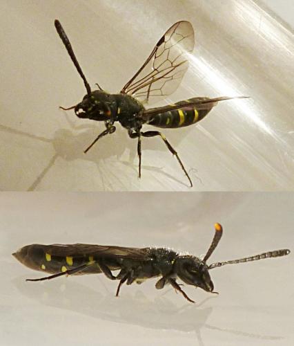 Réf. 112 306 : Monosapyga clavicornis
