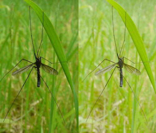 Nigrotipula nigra