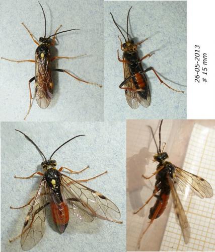 Tenthredopsis sp.