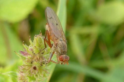 Scathophaga furcata