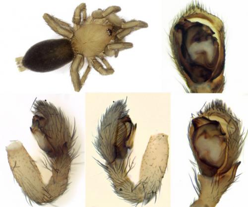 Réf. 112 404 : Civizelotes medianus