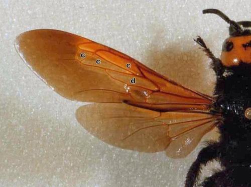 Réf. 112 295 : Megascolia maculata