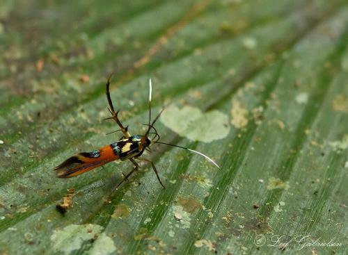 Xestocasis sp.