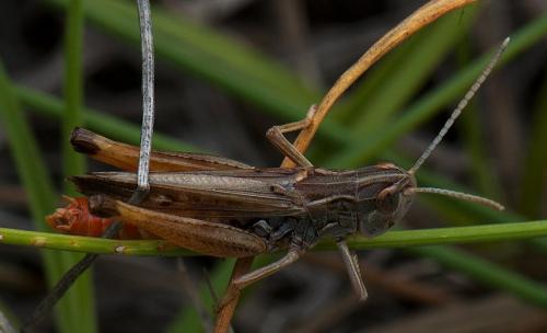 Réf. 112 543 : Stenobothrus fischeri glaucescens