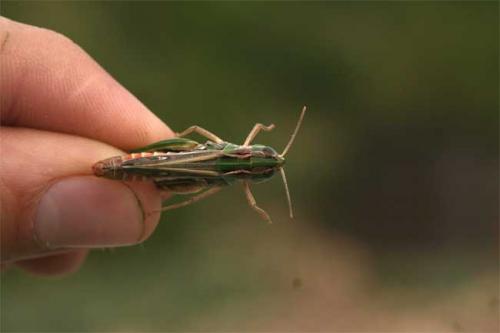 Réf. 112 704 : Stenobothrus fischeri glaucescens