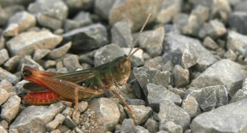 Réf. 112 747 : Stenobothrus fischeri glaucescens