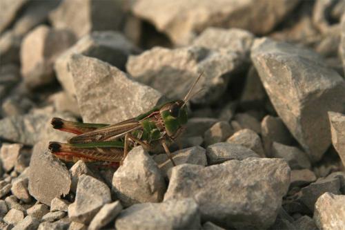 Réf. 112 749 : Stenobothrus fischeri glaucescens