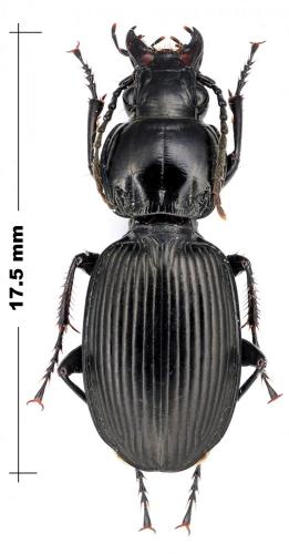 Réf. 112 419 : Pterostichus gallega