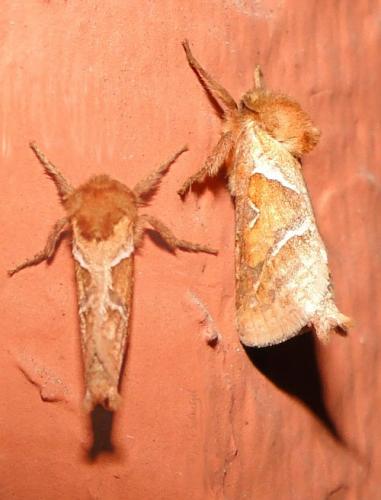 Triodia sylvina