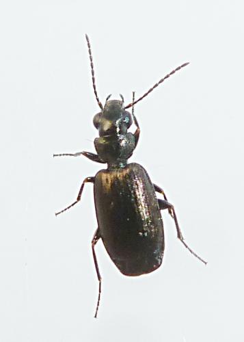 Syntomus foveatus