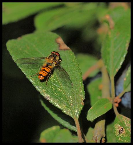 Episyrphus balteatus
