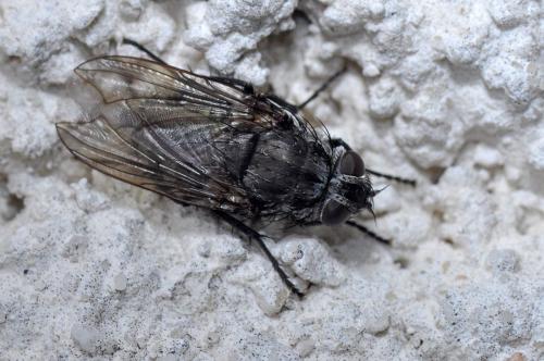 Pollenia vagabunda