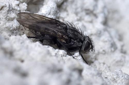 Pollenia vagabunda