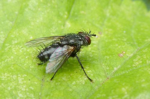 Réf. 112 518 : Voria ruralis