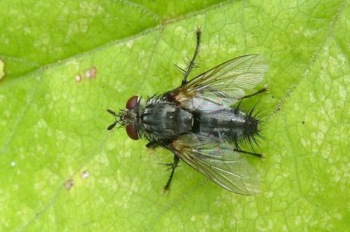 Réf. 112 519 : Voria ruralis