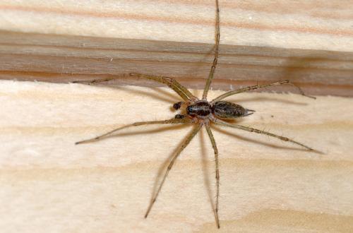 Allagelena gracilens
