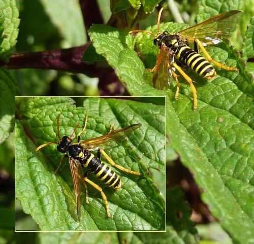 Réf. 112 791 : Tenthredo scrophulariae