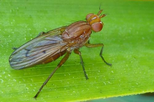 Réf. 112 282 : Tetanocera arrogans