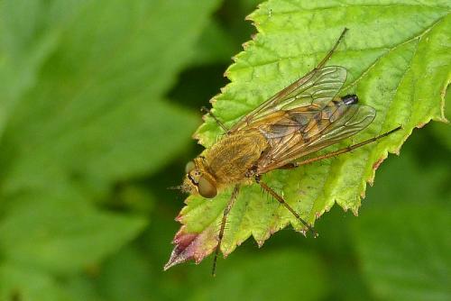 Thereva nobilitata