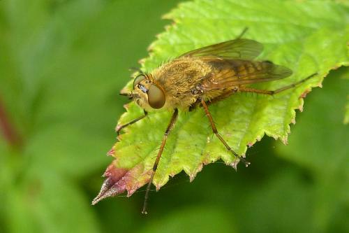 Thereva nobilitata