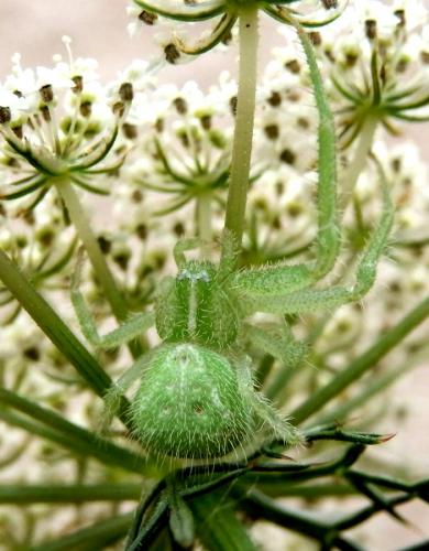 Heriaeus hirtus