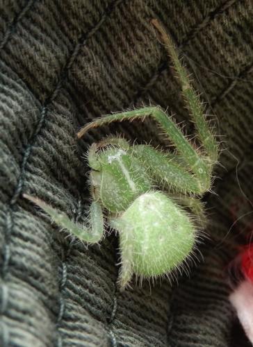 Heriaeus hirtus