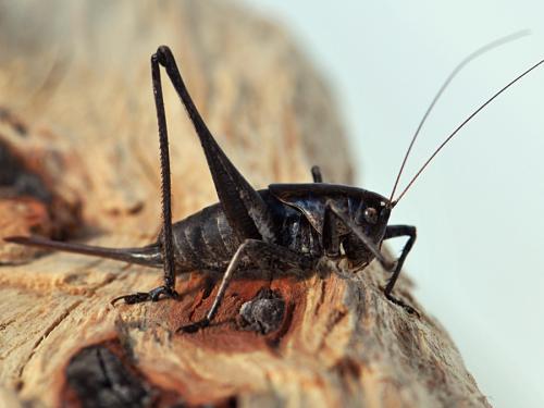 Réf. 112 456 : Thyreonotus corsicus corsicus