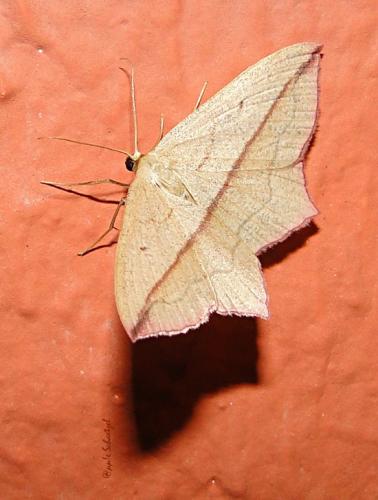 Réf. 112 633 : Timandra comae