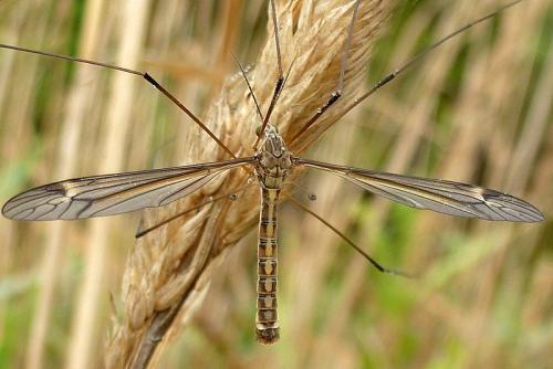 Réf. 112 987 : Tipula sp.