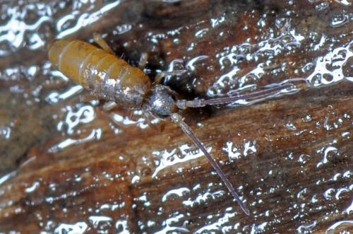 Tomocerus minor