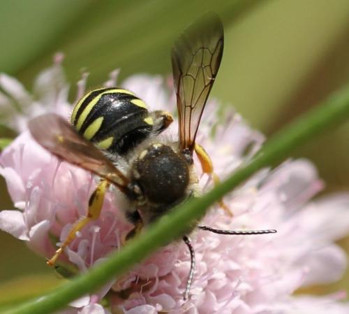 Trachusa interrupta