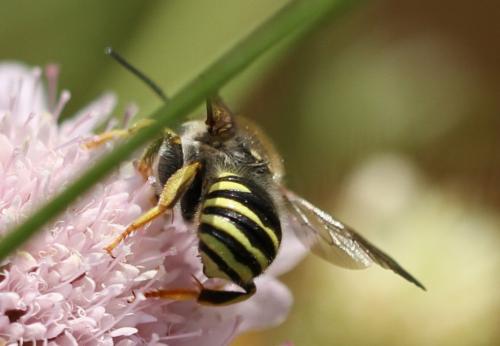 Trachusa interrupta