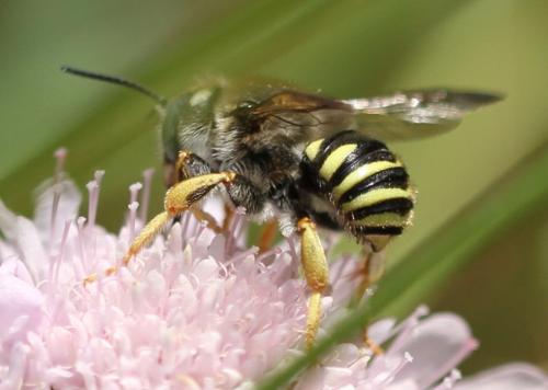 Trachusa interrupta