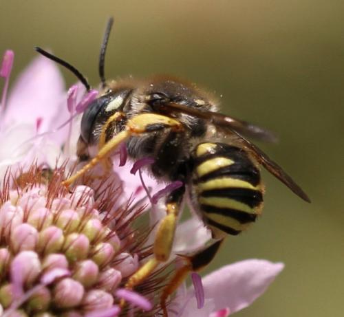 Réf. 112 696 : Trachusa interrupta