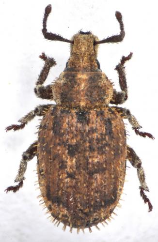 Romualdius canaliculatus