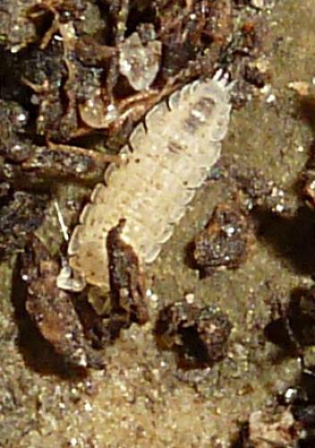 Réf. 112 535 : Haplophthalmus sp.