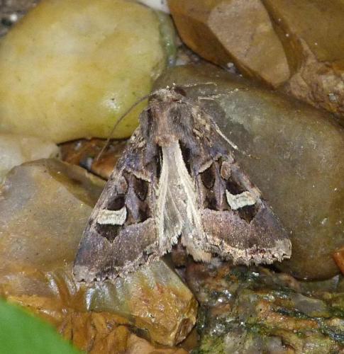 Réf. 112 674 : Trigonophora flammea