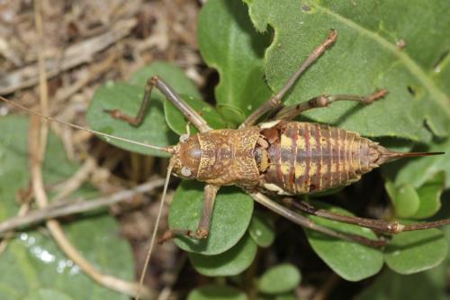 Uromenus brevicollis insularis