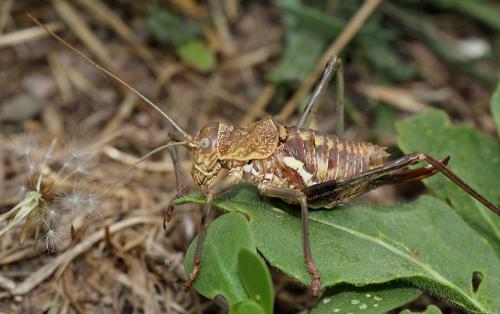 Réf. 112 488 : Uromenus brevicollis insularis